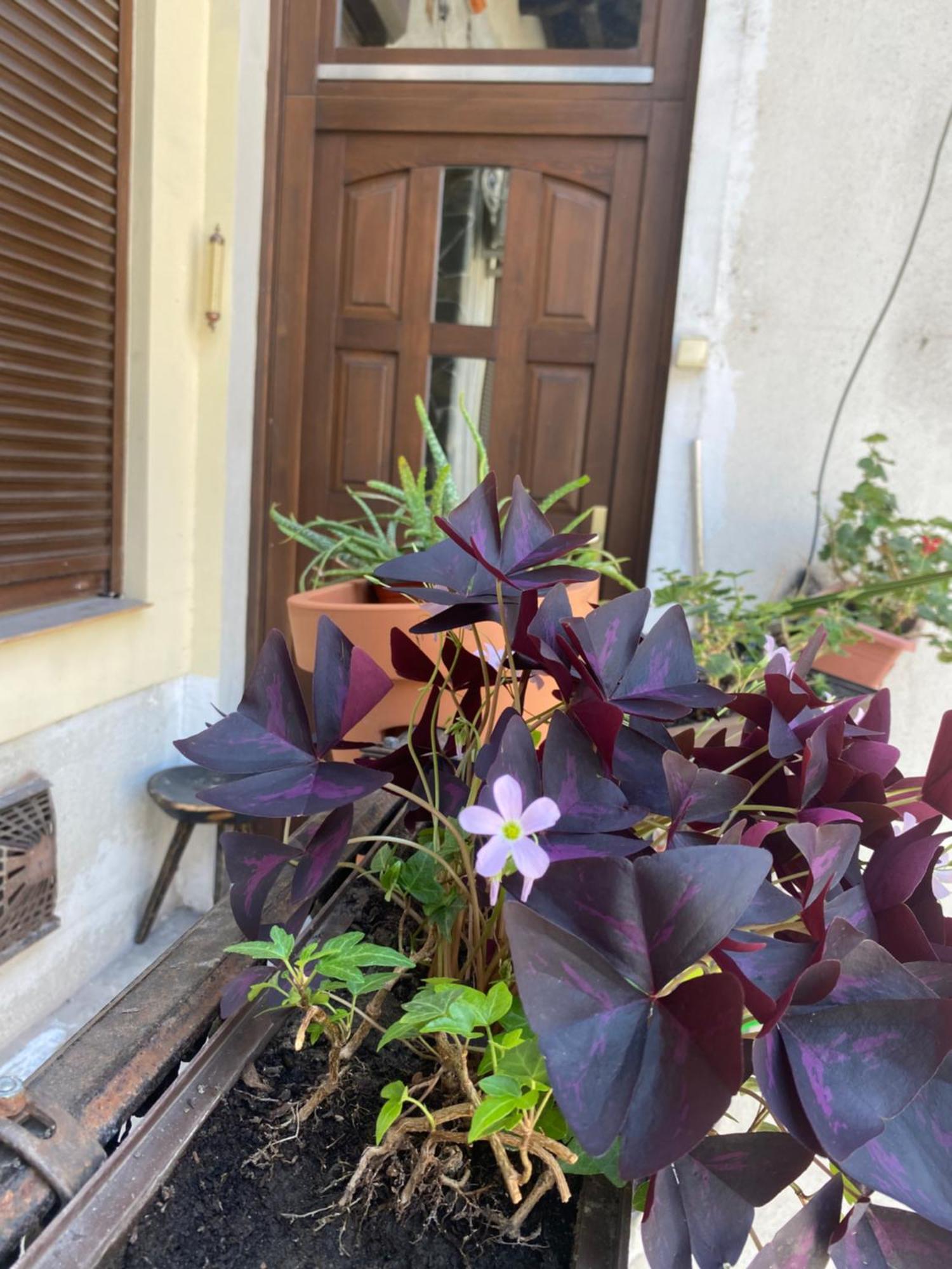 Budapest Oasis One Bedroom For Renting Εξωτερικό φωτογραφία